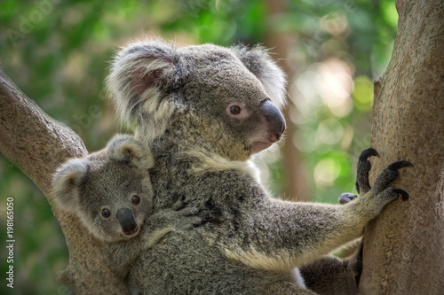 Mother and baby koala on a tree in natural atmosphere. photo