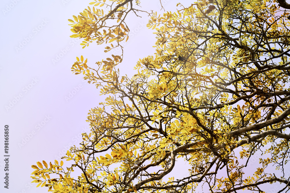 Soft focus, beautiful yellow tree background, beautiful sunshine and bright sunshine. Soft focus, beautiful yellow tree background, beautiful sunshine and bright sunshine.