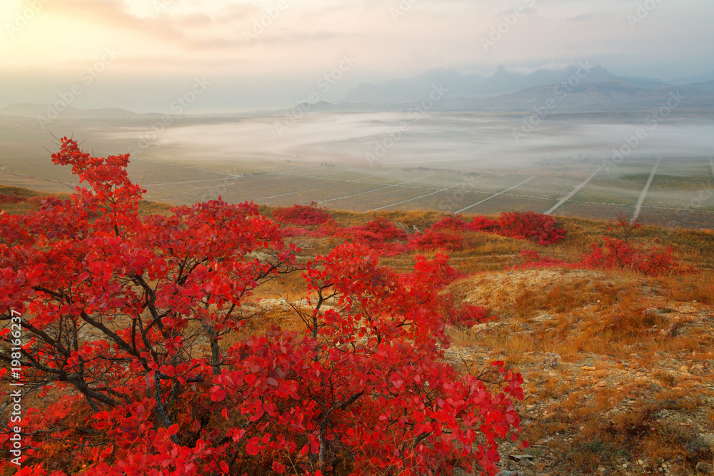 Bright red autumn smoked bush and beautiful view of the mountains of Karadag in sunrise, Crimea