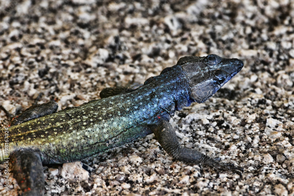 Common flat lizard, Platysaurus intermedius, on rocks in Matopos National Park, Zimbabwe Common flat lizard, Platysaurus intermedius, on rocks in Matopos National Park, Zimbabwe