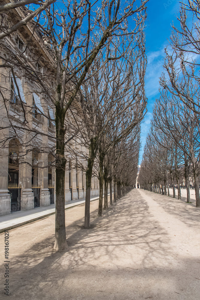 Paris, gardens of Palais Royal, public garden, beautiful perspective of an alley in springtime
