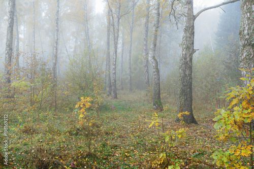 Misty morning in the woods in the fall. Morning  autumn. Birch grove near the city. 