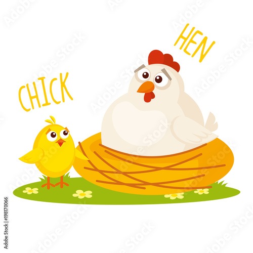 Chick and Hen Vector illustration isolated