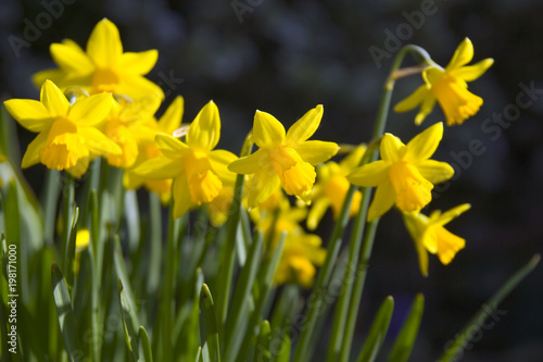 Clump of yellow dwarf narcissus flowers