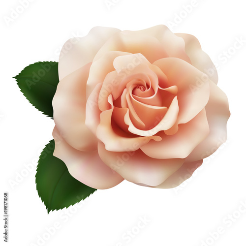 Realistic pink tea color rose, Queen of beauty.