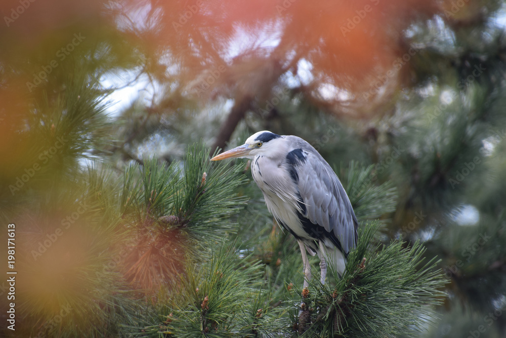 Fototapeta premium a grey heron on the pine tree / 日本庭園のアオサギ