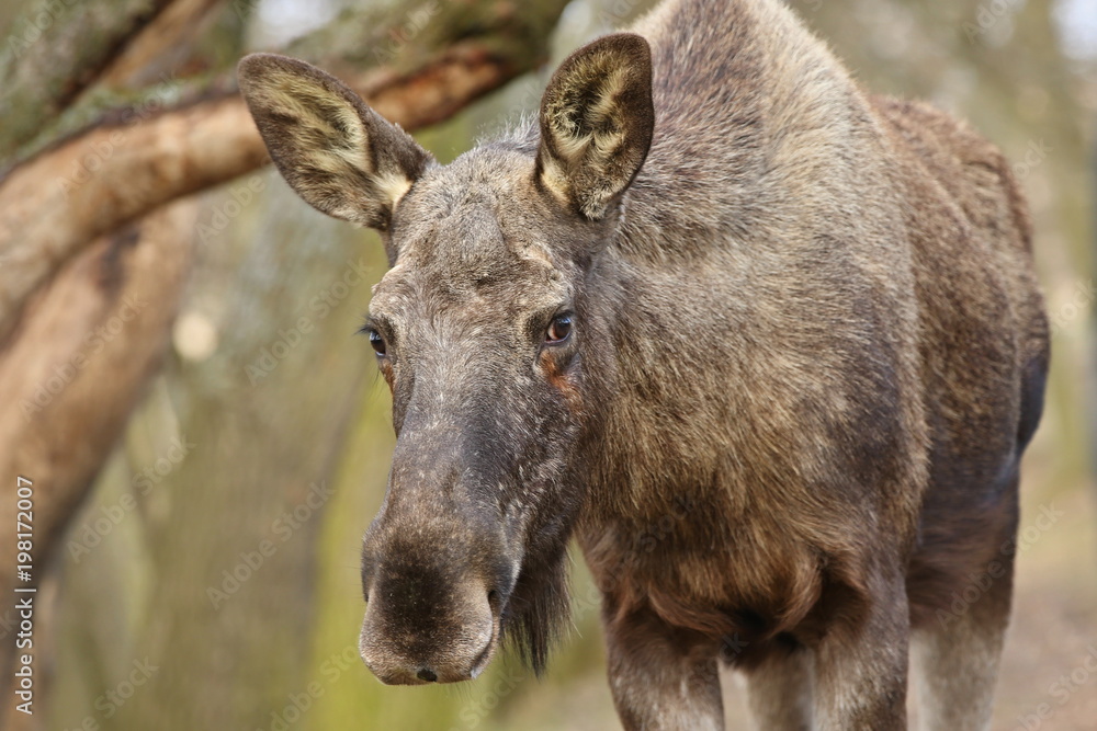 Eurasian elk in the nature looking habitat during autumn time. Moose in the chilly morning weather in the forest. Misty mornig in Europe. Alces alces.