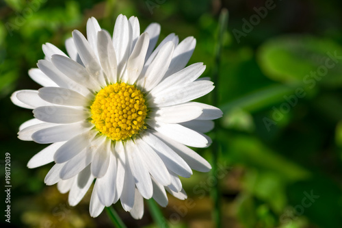 Top view of a single white daisy flower close-up on natural green background with copy space