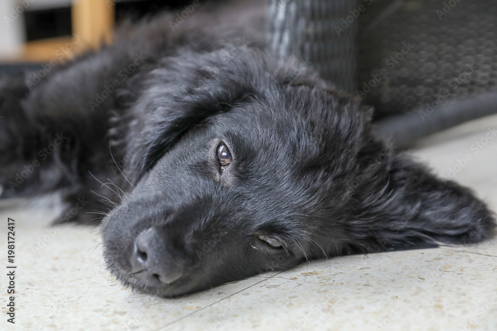 A young dog in a house