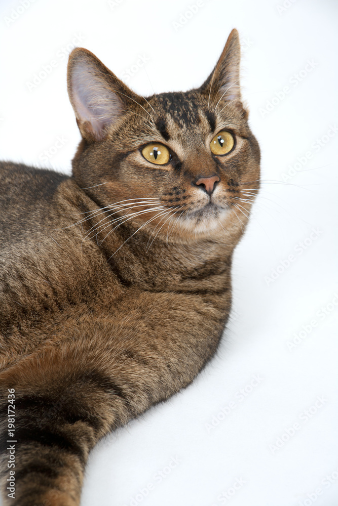 Cute part Abyssinian young male cat with piercing amber eyes on white seamless background