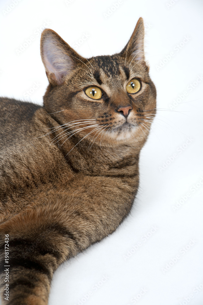 Cute part Abyssinian young male cat with piercing amber eyes on white seamless background Cute part Abyssinian young male cat with piercing amber eyes on white seamless background