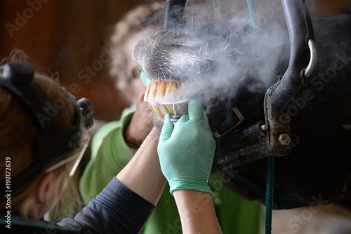 Fototapeta Naklejka Na Ścianę i Meble -  veterinarian doing the horse teeth, female veterinarian shortening horse front teeth