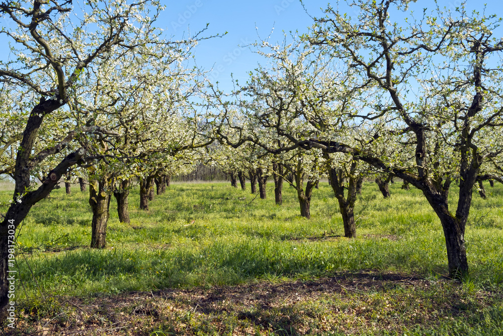 Abundant spring blossom in the pear tree orchards near Villeneuve-sur-Lot, Lot-et-Garonne, France. The area is famous for its fruit (mainly plums). Abundant spring blossom in the pear tree orchards near Villeneuve-sur-Lot, Lot-et-Garonne, France. The area is famous for its fruit (mainly plums).