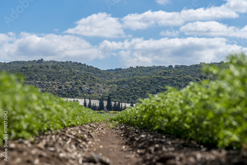 Rows of humus crops in a field low angle