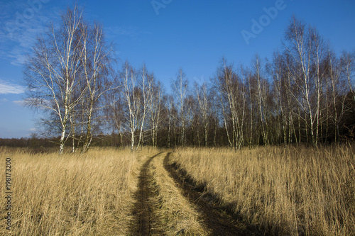 Road in tall grass and birch forest