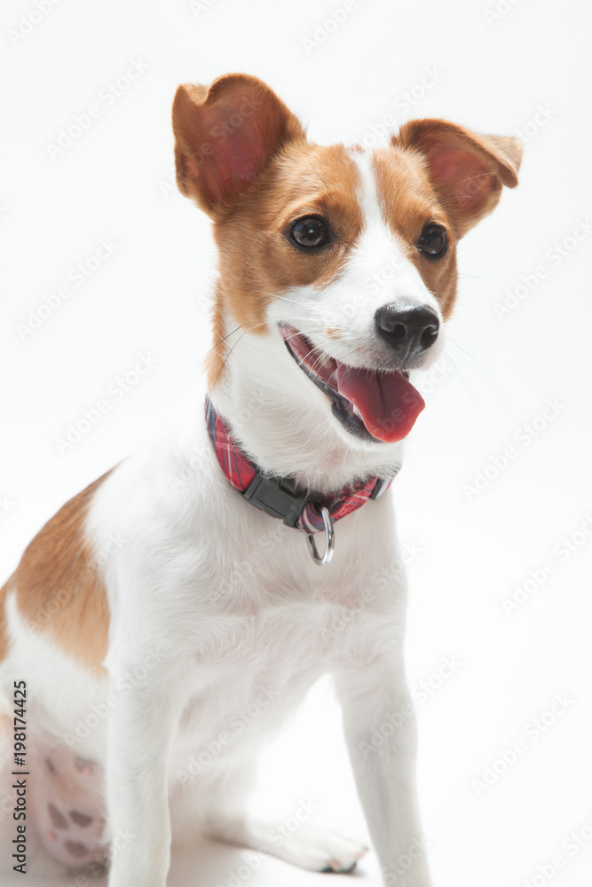 ジャックラッセル