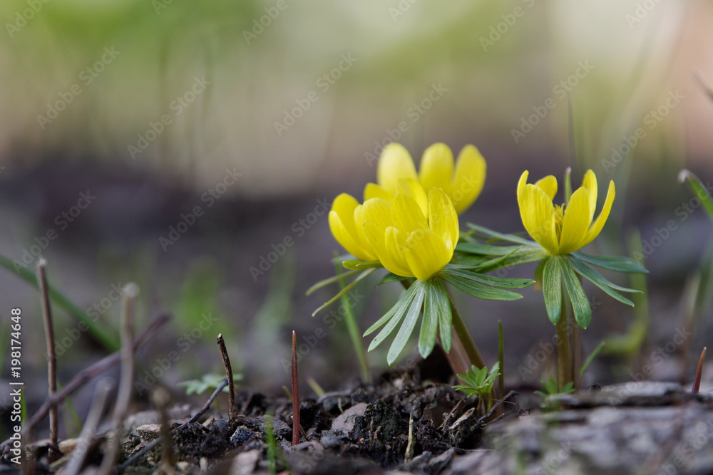Obraz premium Wild winter aconite (Eranthis hyemalis)