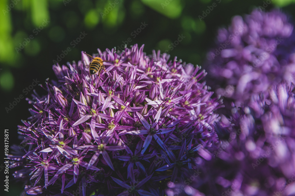 Bee on a flower