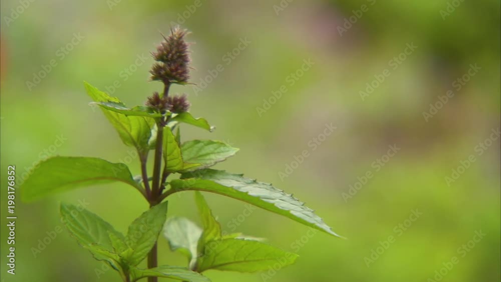 A macro scenic shot of a blooming flower in Ireland. A macro scenic shot of a blooming flower in Ireland.