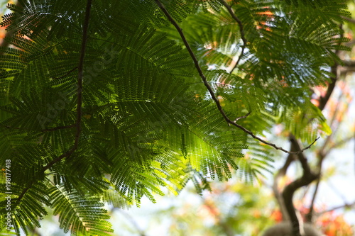 carved leaves, a mosaic of leaf