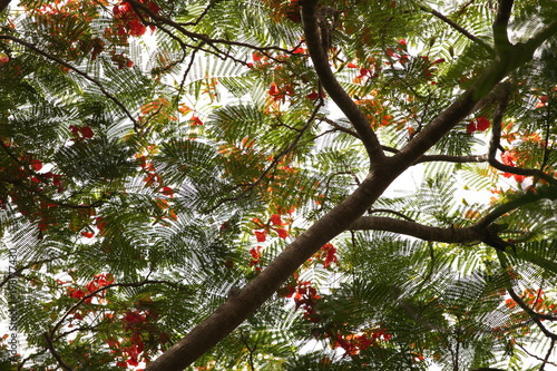 carved leaves, a mosaic of leaf