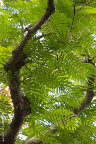 carved leaves, a mosaic of leaf