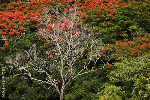 carved leaves, a mosaic of leaf