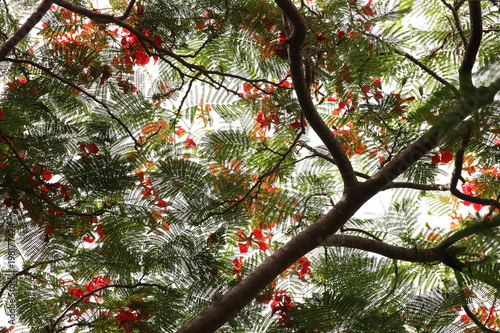carved leaves, a mosaic of leaf