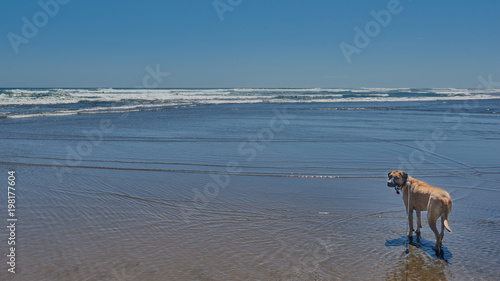 Dog on leash enjoying a day at Piha Beach New Zealand