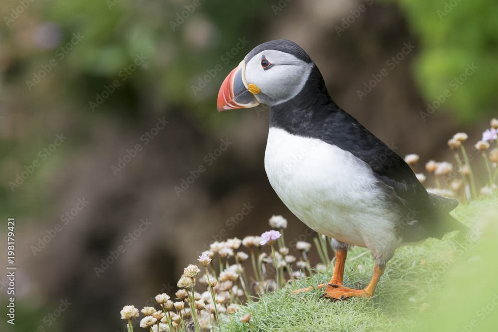 Fototapeta premium Atlantic Puffin (Fratercula arctica) adult, standing on sea cliff amongst flowering sea thrift, Great Saltee, Saltee Islands, Ireland.