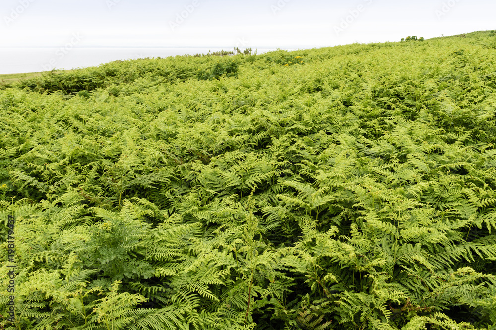 Ferns growing high on Great Saltee, Saltee Island, Ireland. Ferns growing high on Great Saltee, Saltee Island, Ireland.
