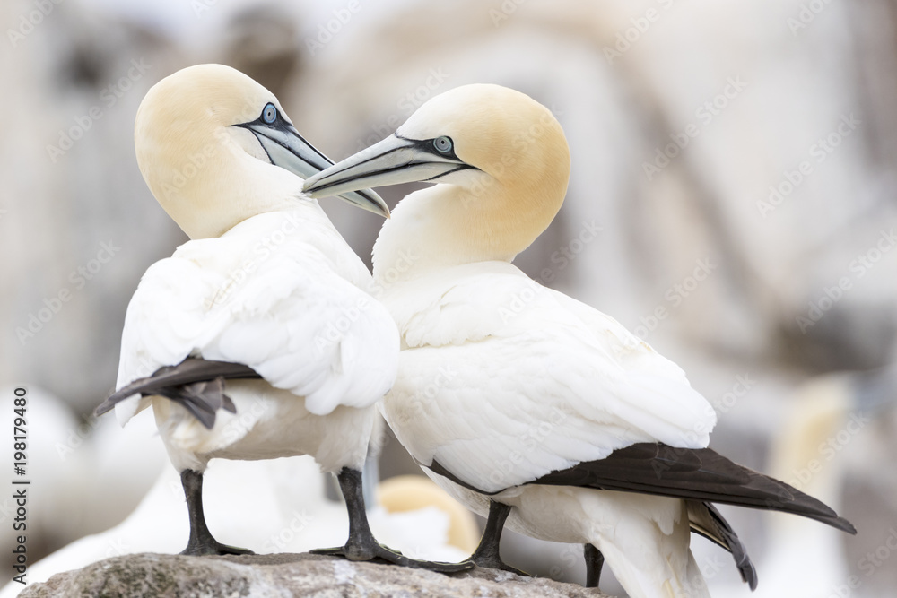 Obraz premium Northern Gannet (Morus bassanus) adult pair, displaying, standing on rock, Great Saltee, Saltee Islands, Ireland