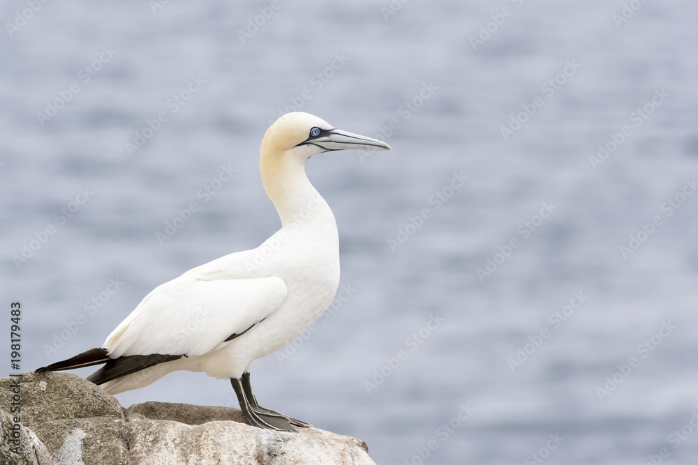 Northern Gannet (Morus bassanus) standing on rock of coastal cliff, Great Saltee, Saltee Islands, Ireland. Northern Gannet (Morus bassanus) standing on rock of coastal cliff, Great Saltee, Saltee Islands, Ireland.