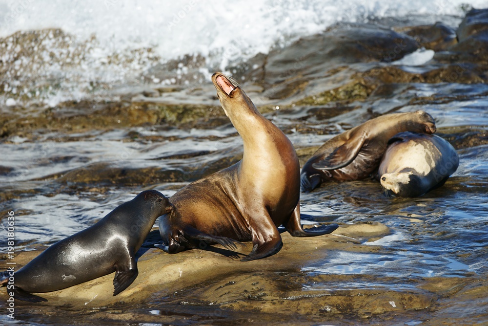 Fototapeta premium Yelling sea lion on the seashore with white water surf on the background