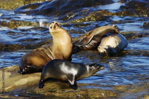 Small group of sea lions resting on the shore
