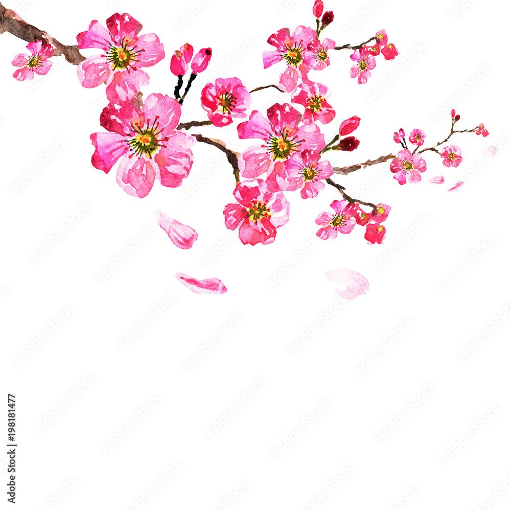 Fototapeta premium sakura tree; watercolor, cherry bloom