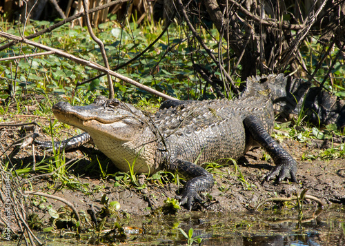 Brazos Bend State Park  Texas