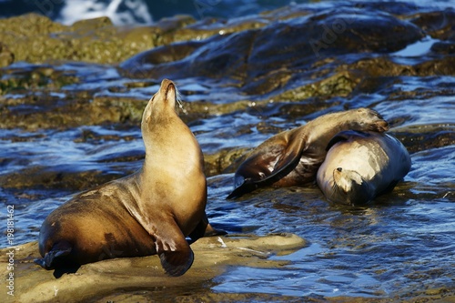 Intimate and personal portrait of several sea lions up close