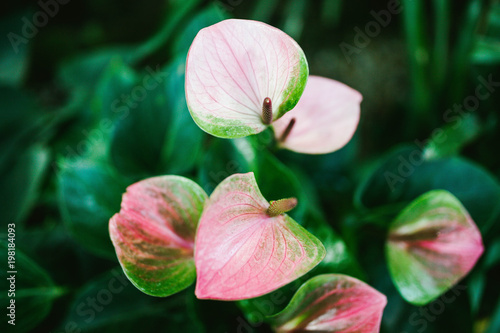 Anthurium flower in pink photo