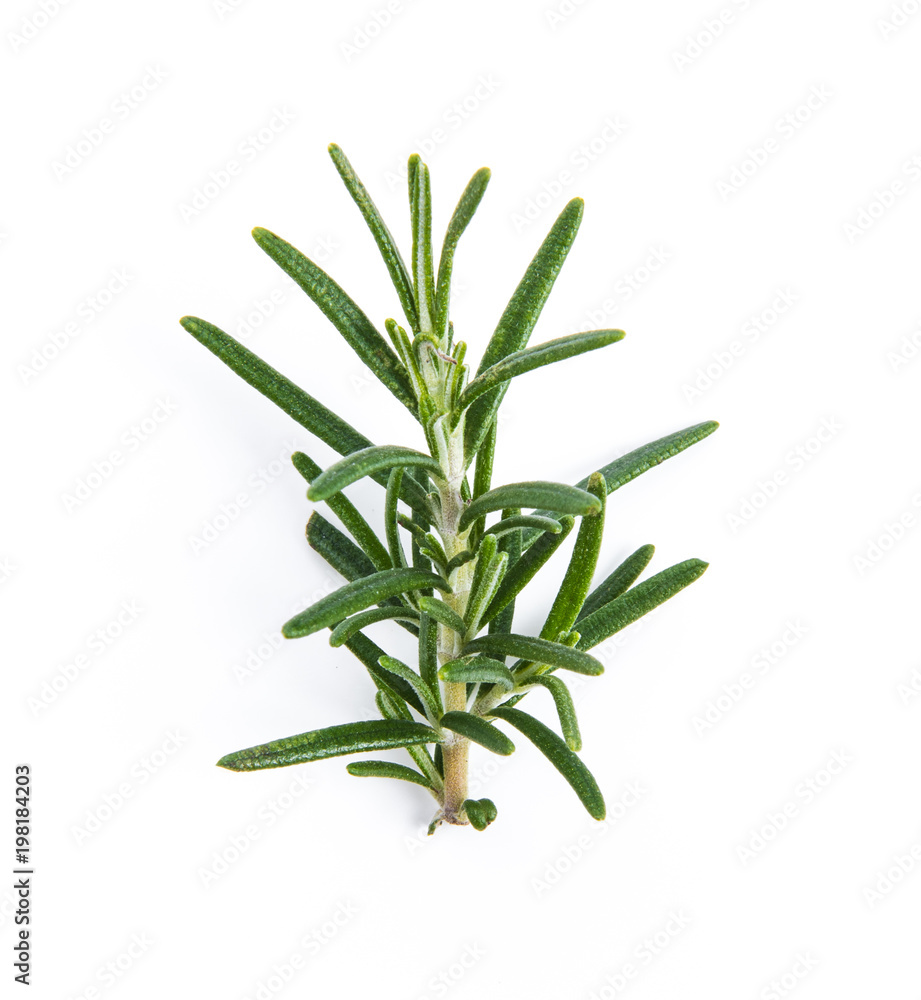 Fototapeta premium Rosemary isolated on white background