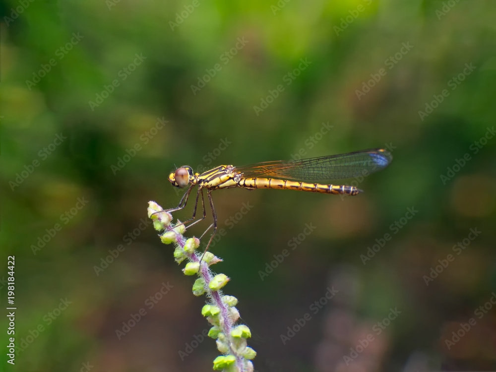 Extreme macro shot eye of Zygoptera dragonfly in wild. Close up detail of eye dragonfly is very small. Dragonfly on yellow leave. Selective focus. Extreme macro shot eye of Zygoptera dragonfly in wild. Close up detail of eye dragonfly is very small. Dragonfly on yellow leave. Selective focus.