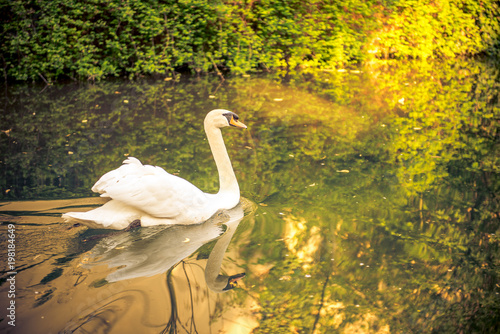 Canvastavla a swan in a stream in france