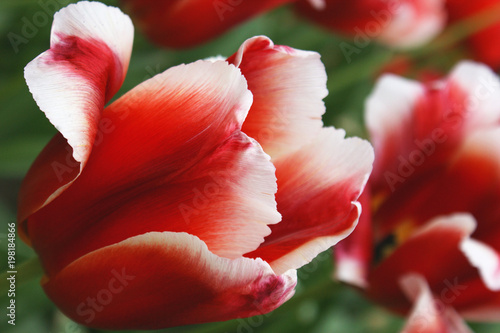 Red-White Tulip  Tulip field