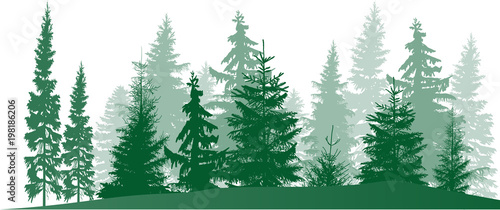 fir trees green forest isolated on white
