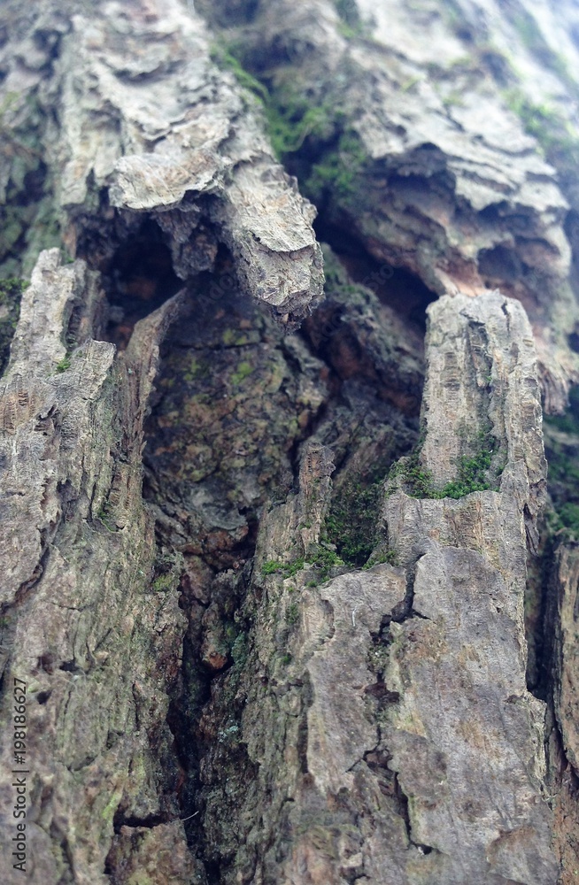 Just bark on a tree. Beautiful structural surface of the bark on different trees. The Scarecrow forest watching us. Just bark on a tree. Beautiful structural surface of the bark on different trees. The Scarecrow forest watching us.