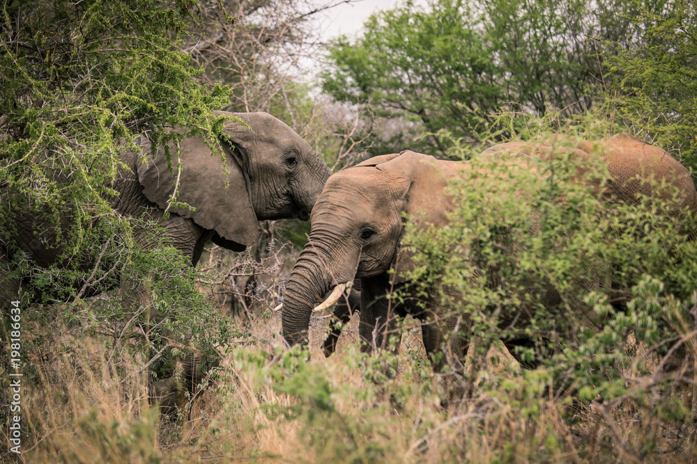 Two Big elephants eating trees in the Etosha National Park, Namibia Two Big elephants eating trees in the Etosha National Park, Namibia