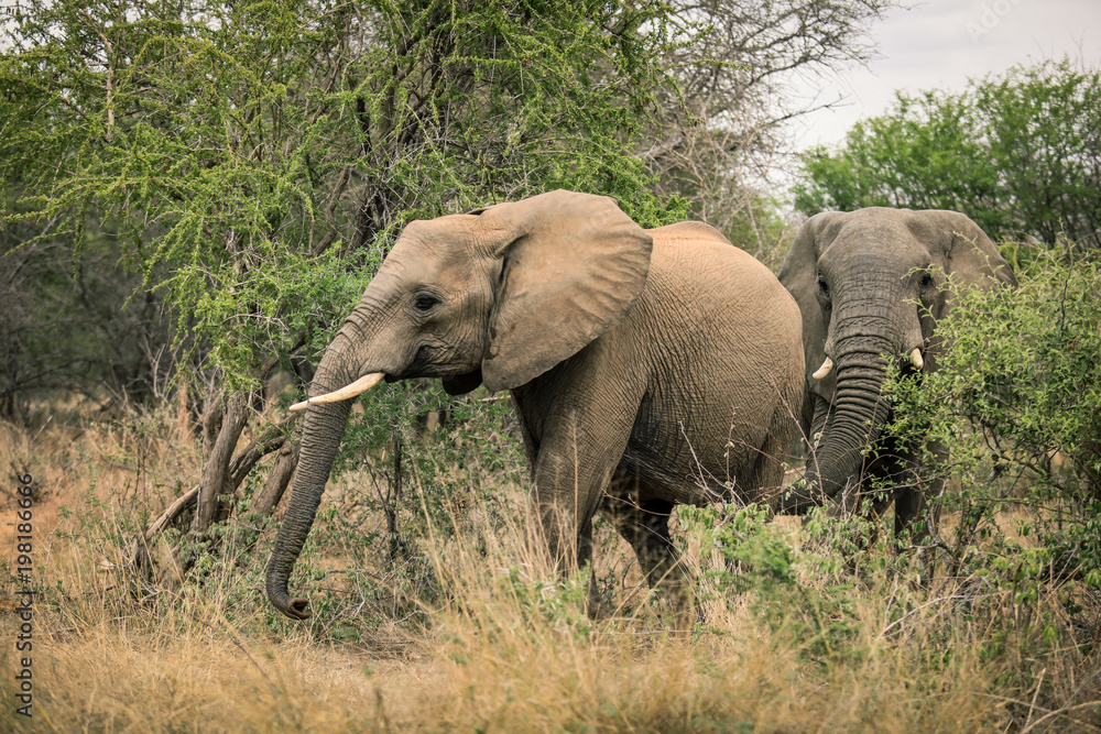 Big elephant eating trees in the Etosha National Park, Namibia