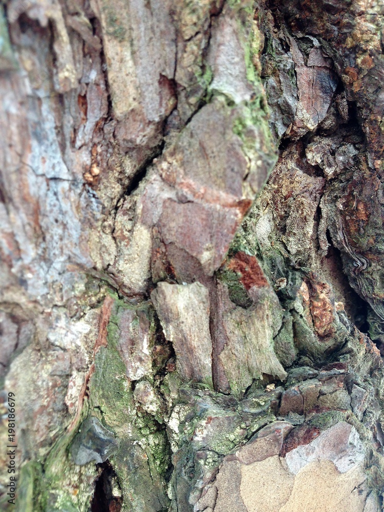 Just bark on a tree. Beautiful structural surface of the bark on different trees. The Scarecrow forest watching us. Just bark on a tree. Beautiful structural surface of the bark on different trees. The Scarecrow forest watching us.