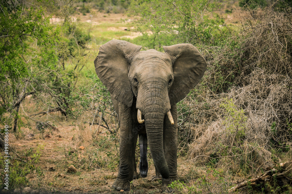 Obraz premium Big elephant eating trees in the Etosha National Park, Namibia
