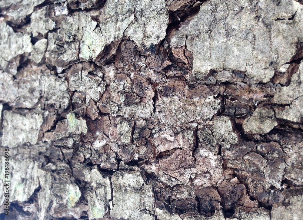 Just bark on a tree. Beautiful structural surface of the bark on different trees. The Scarecrow forest watching us. Just bark on a tree. Beautiful structural surface of the bark on different trees. The Scarecrow forest watching us.